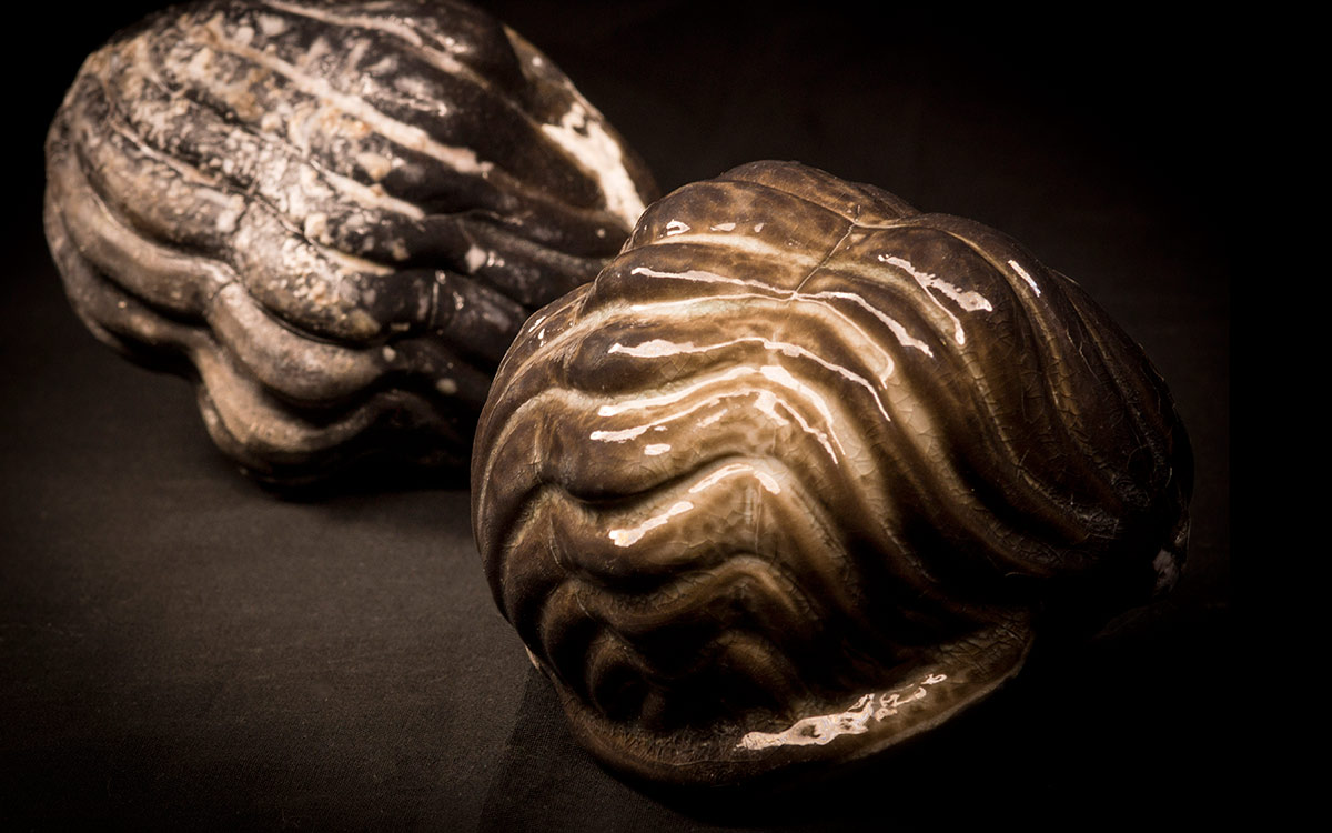 Trilobit04